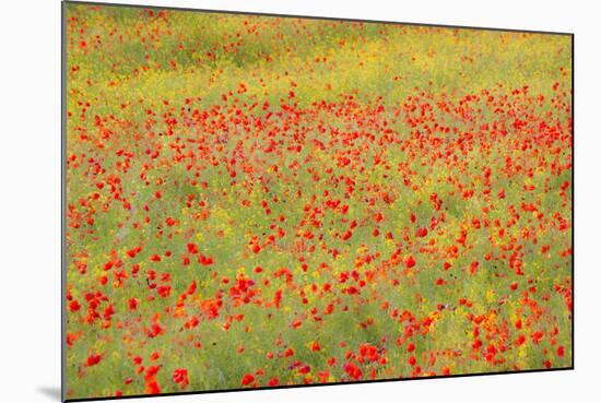 Poppy Fields in Full Bloom, Tuscany, Italy-Terry Eggers-Mounted Photographic Print