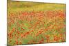 Poppy Fields in Full Bloom, Tuscany, Italy-Terry Eggers-Mounted Photographic Print