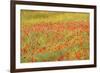 Poppy Fields in Full Bloom, Tuscany, Italy-Terry Eggers-Framed Photographic Print