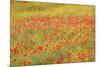 Poppy Fields in Full Bloom, Tuscany, Italy-Terry Eggers-Mounted Photographic Print