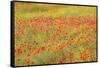 Poppy Fields in Full Bloom, Tuscany, Italy-Terry Eggers-Framed Stretched Canvas