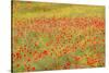 Poppy Fields in Full Bloom, Tuscany, Italy-Terry Eggers-Stretched Canvas