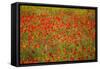 Poppy Fields in Full Bloom, Tuscany, Italy-Terry Eggers-Framed Stretched Canvas