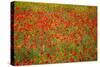 Poppy Fields in Full Bloom, Tuscany, Italy-Terry Eggers-Stretched Canvas