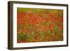 Poppy Fields in Full Bloom, Tuscany, Italy-Terry Eggers-Framed Photographic Print