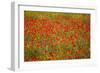 Poppy Fields in Full Bloom, Tuscany, Italy-Terry Eggers-Framed Photographic Print