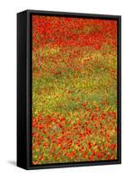 Poppy Fields in Full Bloom, Tuscany, Italy-Terry Eggers-Framed Stretched Canvas