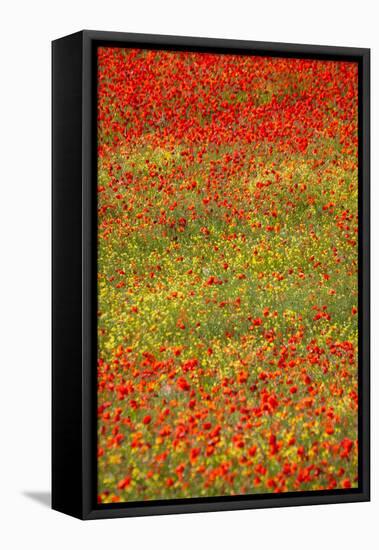 Poppy Fields in Full Bloom, Tuscany, Italy-Terry Eggers-Framed Stretched Canvas