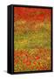 Poppy Fields in Full Bloom, Tuscany, Italy-Terry Eggers-Framed Stretched Canvas