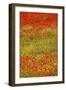 Poppy Fields in Full Bloom, Tuscany, Italy-Terry Eggers-Framed Photographic Print