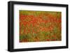 Poppy Fields in Full Bloom, Tuscany, Italy-Terry Eggers-Framed Photographic Print