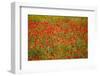 Poppy Fields in Full Bloom, Tuscany, Italy-Terry Eggers-Framed Photographic Print