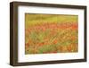 Poppy Fields in Full Bloom, Tuscany, Italy-Terry Eggers-Framed Photographic Print