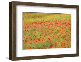 Poppy Fields in Full Bloom, Tuscany, Italy-Terry Eggers-Framed Photographic Print