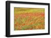 Poppy Fields in Full Bloom, Tuscany, Italy-Terry Eggers-Framed Photographic Print