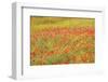 Poppy Fields in Full Bloom, Tuscany, Italy-Terry Eggers-Framed Photographic Print