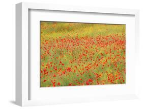 Poppy Fields in Full Bloom, Tuscany, Italy-Terry Eggers-Framed Photographic Print