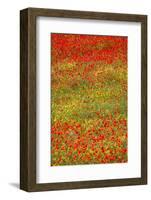 Poppy Fields in Full Bloom, Tuscany, Italy-Terry Eggers-Framed Photographic Print