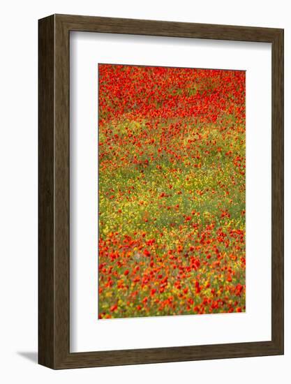 Poppy Fields in Full Bloom, Tuscany, Italy-Terry Eggers-Framed Photographic Print