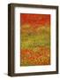 Poppy Fields in Full Bloom, Tuscany, Italy-Terry Eggers-Framed Photographic Print