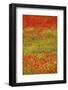 Poppy Fields in Full Bloom, Tuscany, Italy-Terry Eggers-Framed Photographic Print