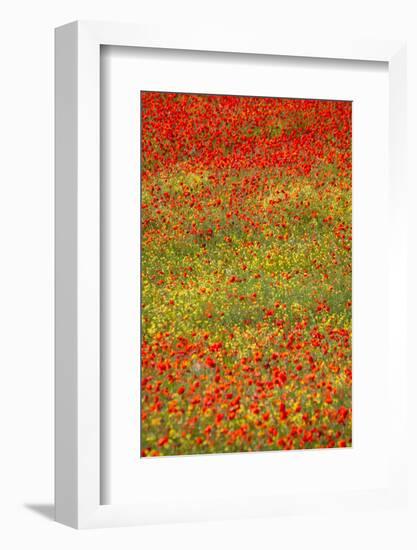 Poppy Fields in Full Bloom, Tuscany, Italy-Terry Eggers-Framed Photographic Print