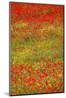 Poppy Fields in Full Bloom, Tuscany, Italy-Terry Eggers-Mounted Photographic Print