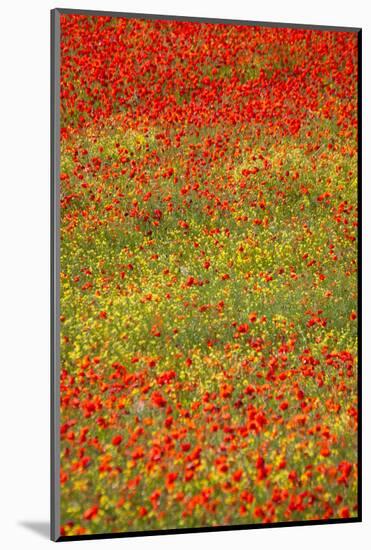 Poppy Fields in Full Bloom, Tuscany, Italy-Terry Eggers-Mounted Photographic Print