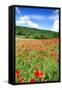 Poppy Fields Near Covarrubias, Castile and Leon, Spain, Europe-Alex Robinson-Framed Stretched Canvas