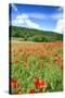 Poppy Fields Near Covarrubias, Castile and Leon, Spain, Europe-Alex Robinson-Stretched Canvas