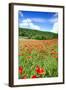 Poppy Fields Near Covarrubias, Castile and Leon, Spain, Europe-Alex Robinson-Framed Photographic Print