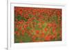 Poppy Fields (Papaver Sp) Lake Kerkini, Macedonia, Greece, May 2009-Widstrand-Framed Photographic Print