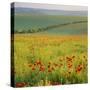 Poppy Fields, South Downs, Sussex, England, UK, Europe-John Miller-Stretched Canvas