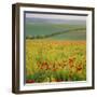 Poppy Fields, South Downs, Sussex, England, UK, Europe-John Miller-Framed Premium Photographic Print