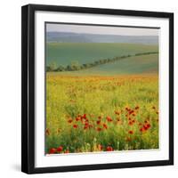 Poppy Fields, South Downs, Sussex, England, UK, Europe-John Miller-Framed Premium Photographic Print