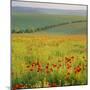 Poppy Fields, South Downs, Sussex, England, UK, Europe-John Miller-Mounted Premium Photographic Print