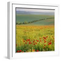 Poppy Fields, South Downs, Sussex, England, UK, Europe-John Miller-Framed Photographic Print