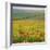 Poppy Fields, South Downs, Sussex, England, UK, Europe-John Miller-Framed Photographic Print