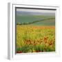 Poppy Fields, South Downs, Sussex, England, UK, Europe-John Miller-Framed Photographic Print