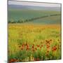 Poppy Fields, South Downs, Sussex, England, UK, Europe-John Miller-Mounted Photographic Print