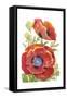 Poppy Floral II-Tim O'toole-Framed Stretched Canvas