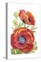 Poppy Floral II-Tim O'toole-Stretched Canvas