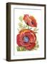 Poppy Floral II-Tim O'toole-Framed Art Print