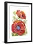 Poppy Floral II-Tim O'toole-Framed Art Print