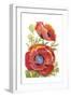 Poppy Floral II-Tim O'toole-Framed Art Print