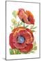 Poppy Floral II-Tim O'toole-Mounted Art Print