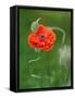 Poppy Flower and Bud, New Brunswick, Canada-Ellen Anon-Framed Stretched Canvas