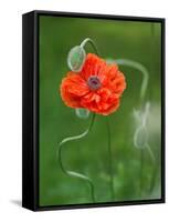 Poppy Flower and Bud, New Brunswick, Canada-Ellen Anon-Framed Stretched Canvas