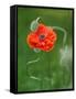 Poppy Flower and Bud, New Brunswick, Canada-Ellen Anon-Framed Stretched Canvas