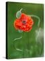 Poppy Flower and Bud, New Brunswick, Canada-Ellen Anon-Stretched Canvas